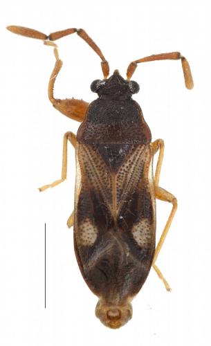 Réf. 277 877 : Tempyra biguttula
